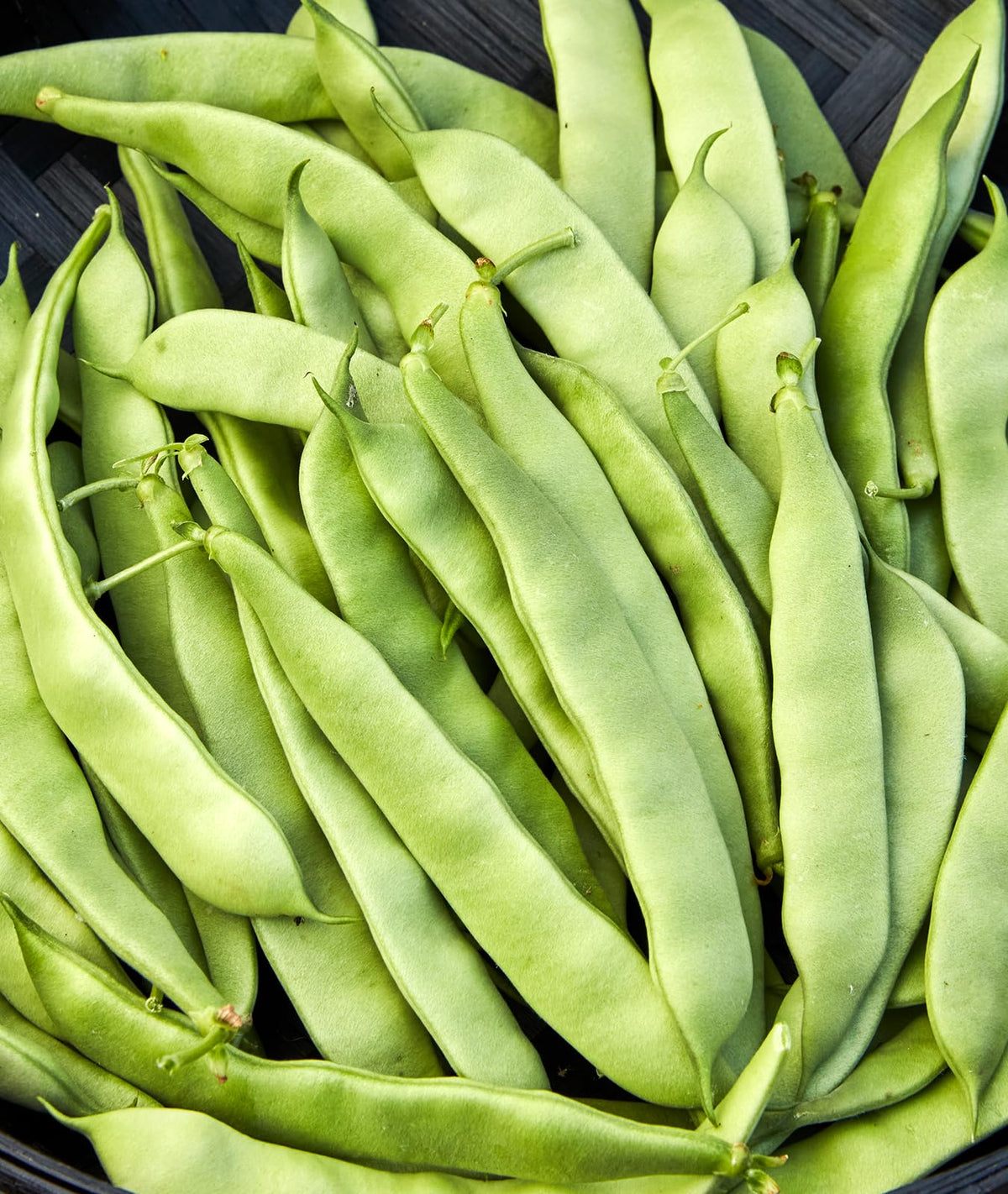 Burpee Early Italian bush bean seeds in a packet, ready to sow for an easy start