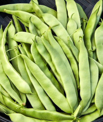 Burpee Early Italian bush bean seeds in a packet, ready to sow for an easy start