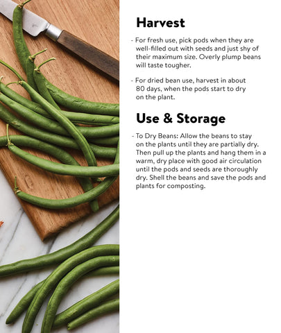 Stringless Burpee Early Italian bush bean pods ideal for fresh eating