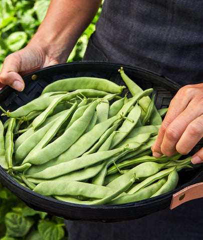Burpee Early Italian bush bean plants reach 16-18 inches, upright and easy to pick
