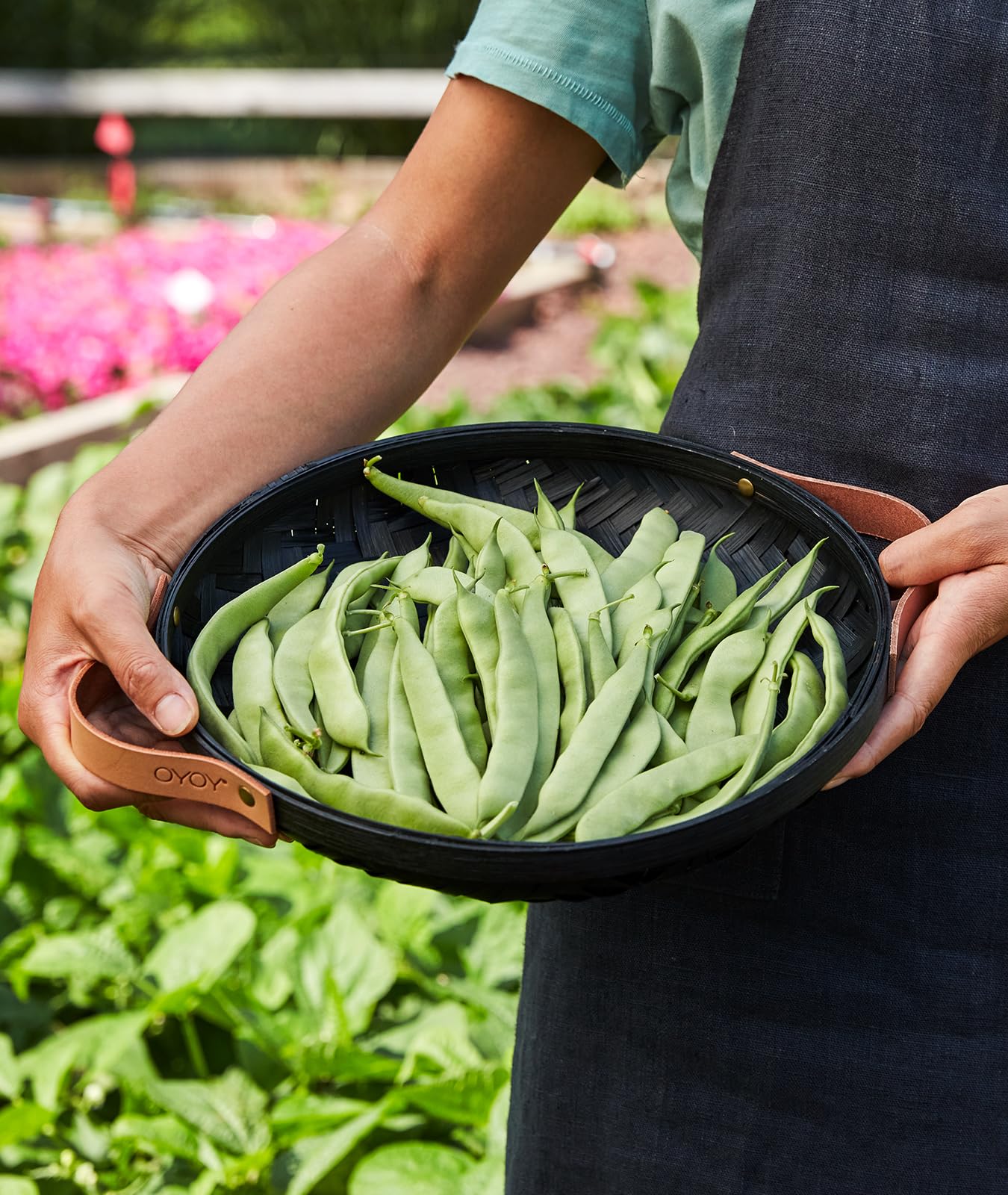 Burpee Early Italian beans pods about 5.5 inches long, stringless and crisp