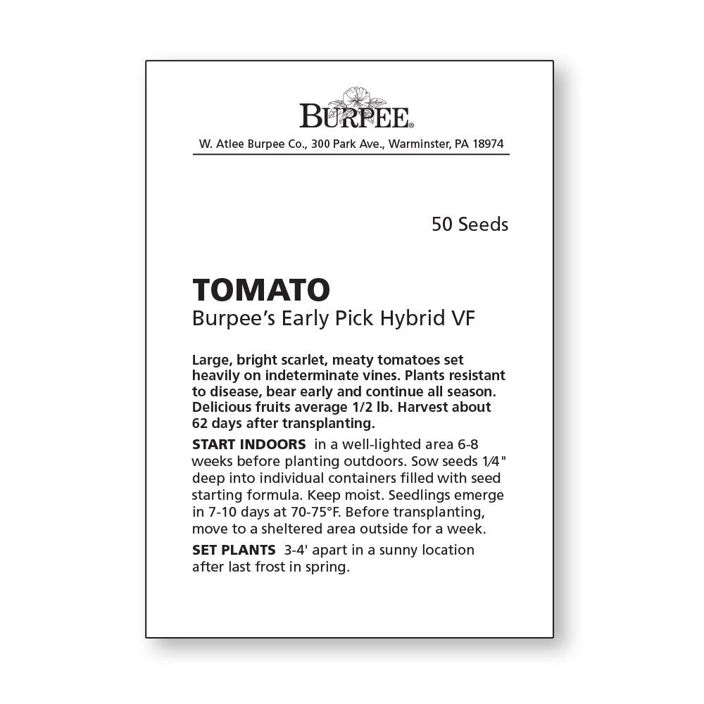 Mature Burpee Early Pick VF tomatoes on vines ready for harvest.