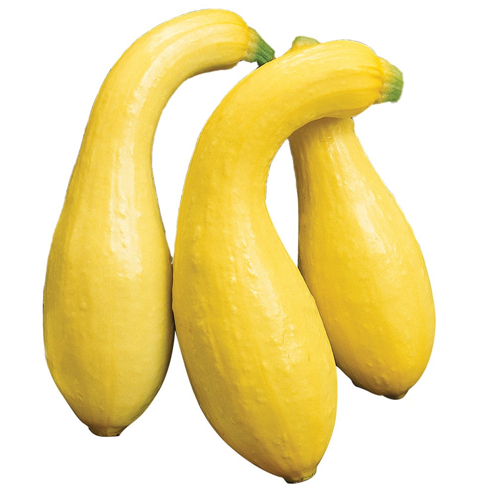 Burpee Early Summer Crookneck squash fruit on vine, ready to harvest for fresh flavor.