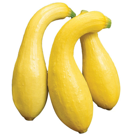 Burpee Early Summer Crookneck squash fruit on vine, ready to harvest for fresh flavor.