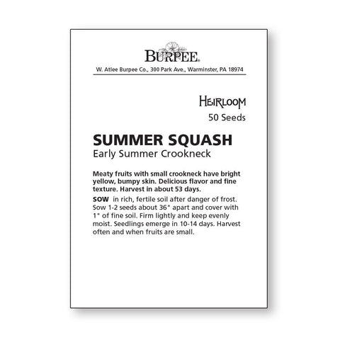 Burpee Early Summer Crookneck plant blooming with squash, ideal for home gardens.