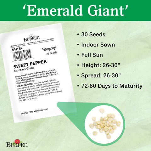 Burpee Emerald Giant seedling germination indoors for an early start.