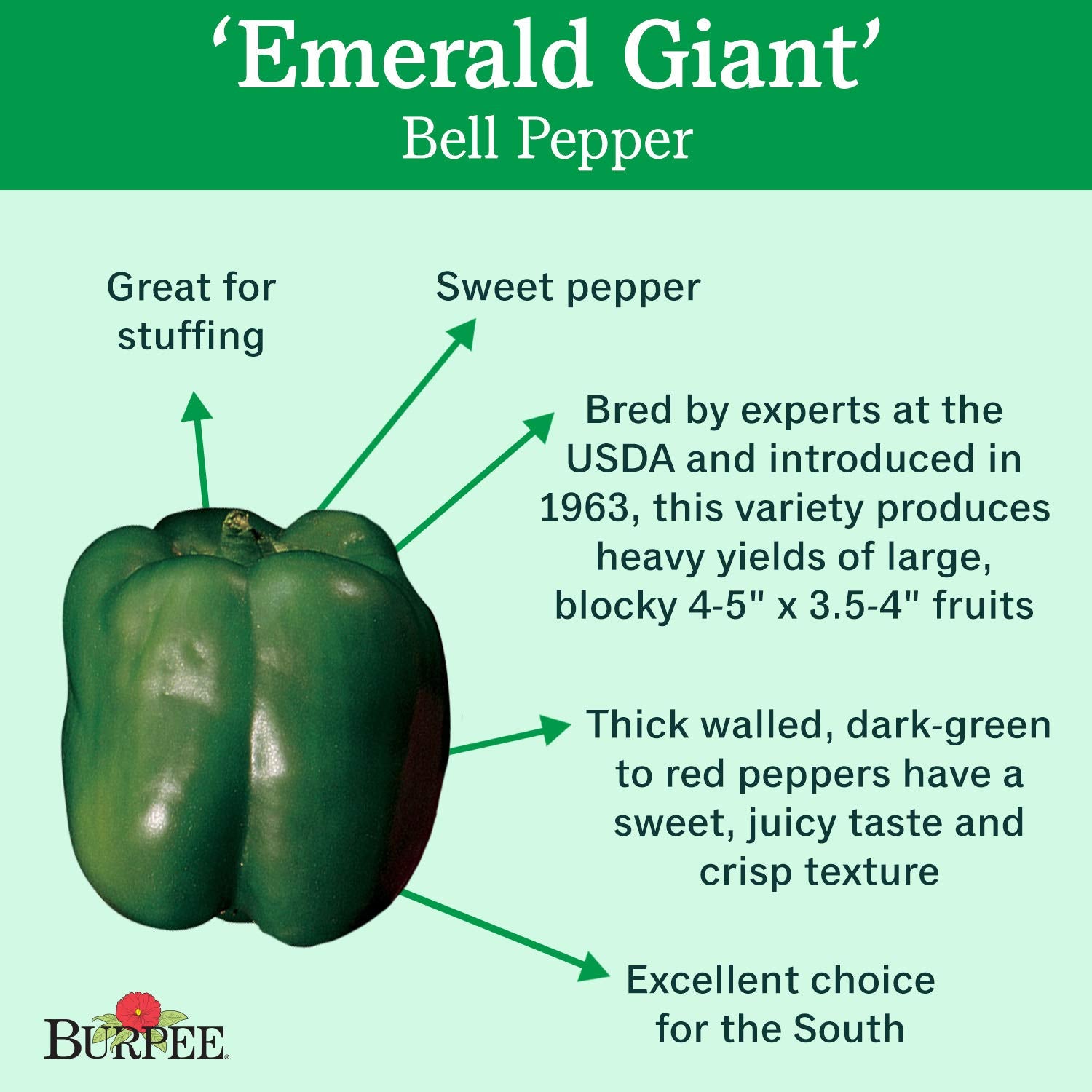 Burpee Emerald Giant sweet peppers, large and glossy fruits for fresh eating.