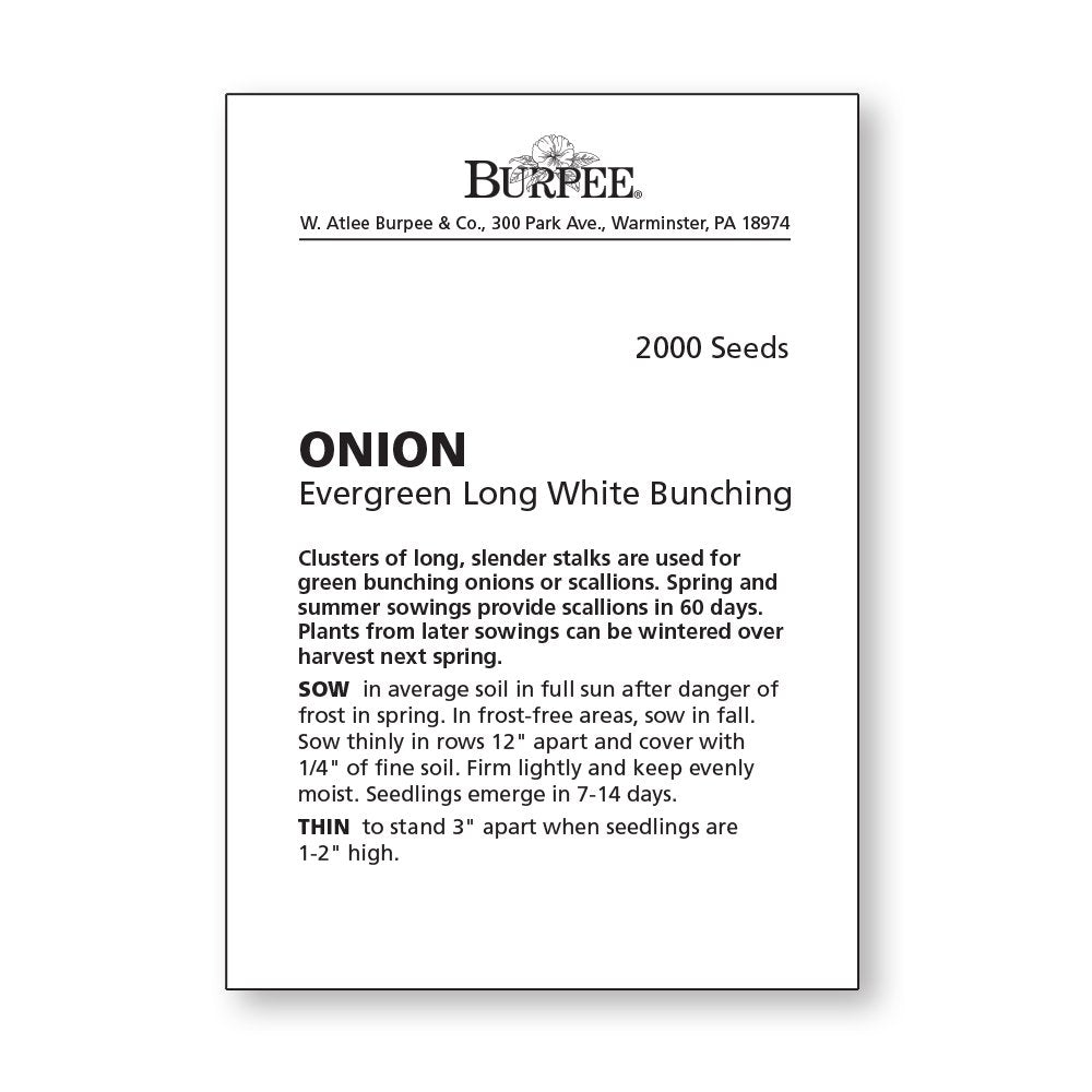 Burpee Evergreen Long White onions growing in garden bed for versatile fresh use.
