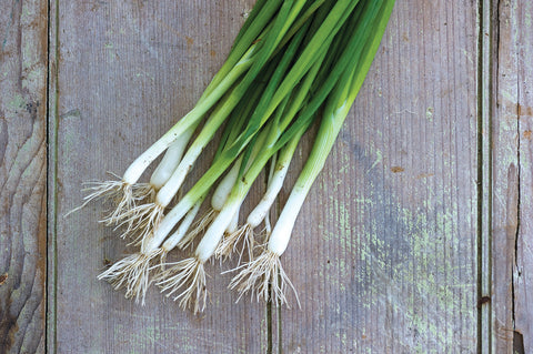 Burpee Evergreen Long White Onion seedlings ready for transplanting in spring.