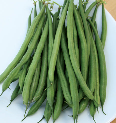 Burpee French Filet bean plant, compact 15 inch height with 10 inch spread, space-smart for containers.