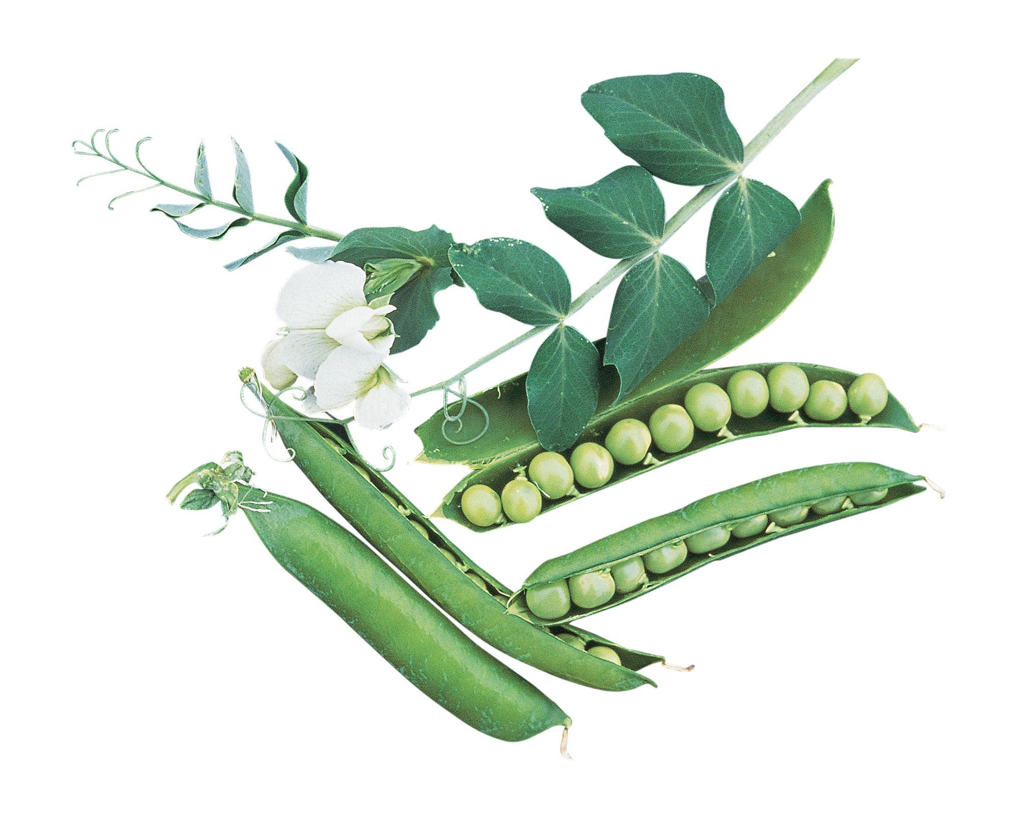 Burpee Garden Sweet Pea Seeds 200-pack ready to plant in home gardens.