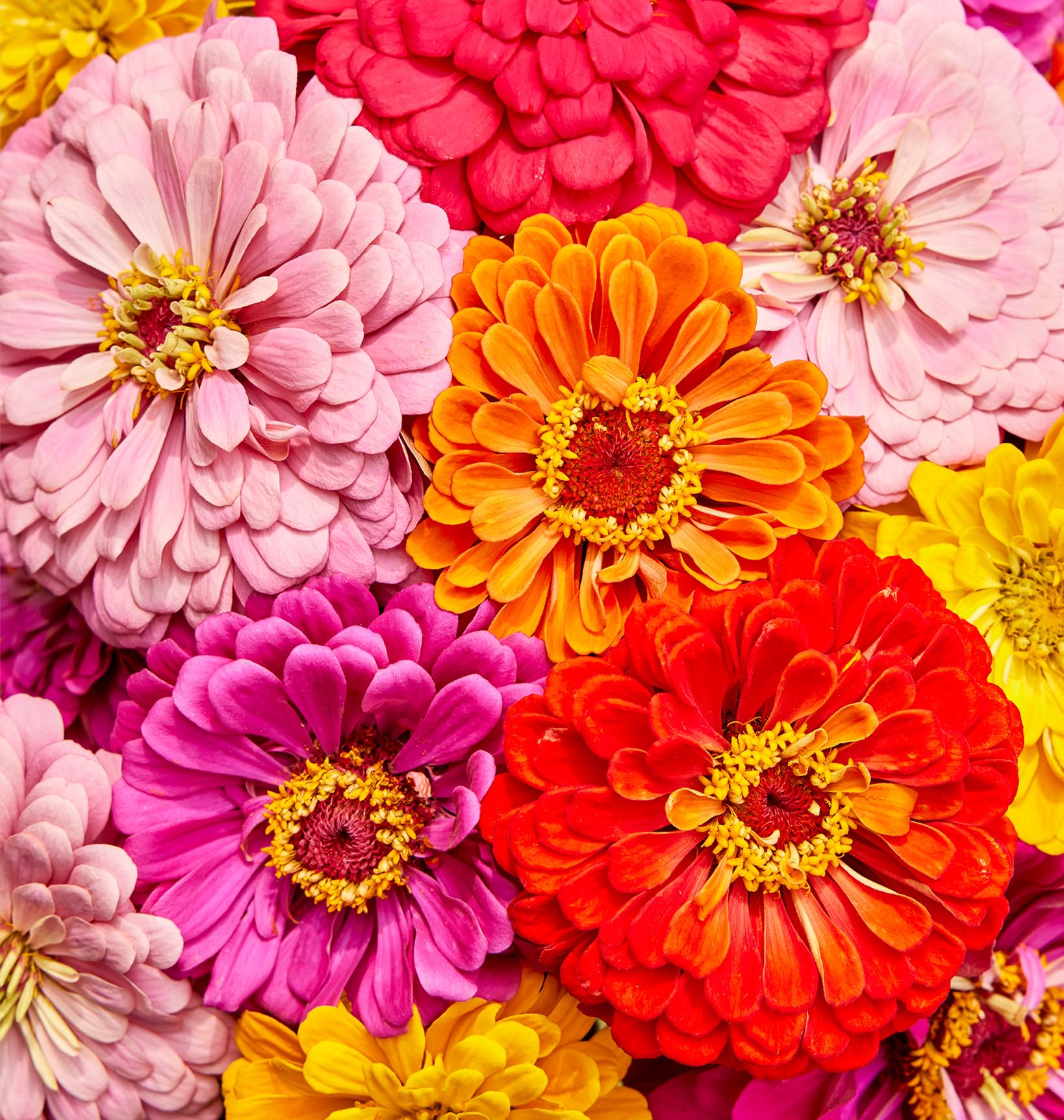 Burpee giant-flowered zinnia flowers display bold 5-inch blooms for vibrant garden color.