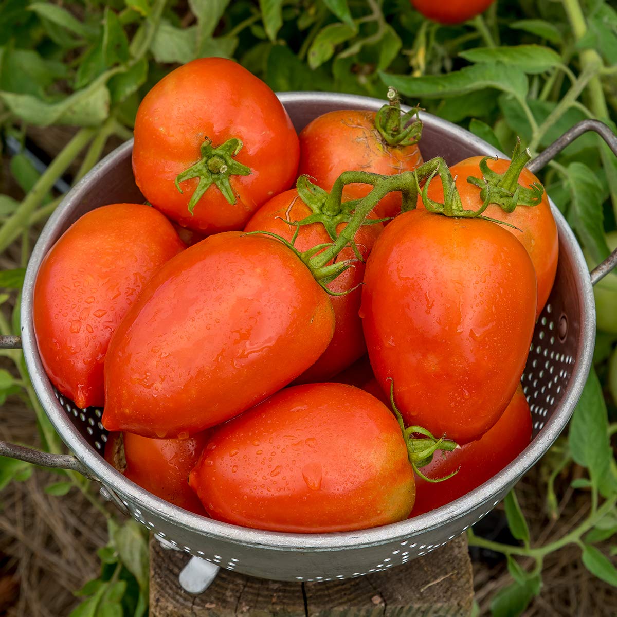 Disease-resistant Burpee Gladiator seeds help minimize blossom-end rot in home gardens.