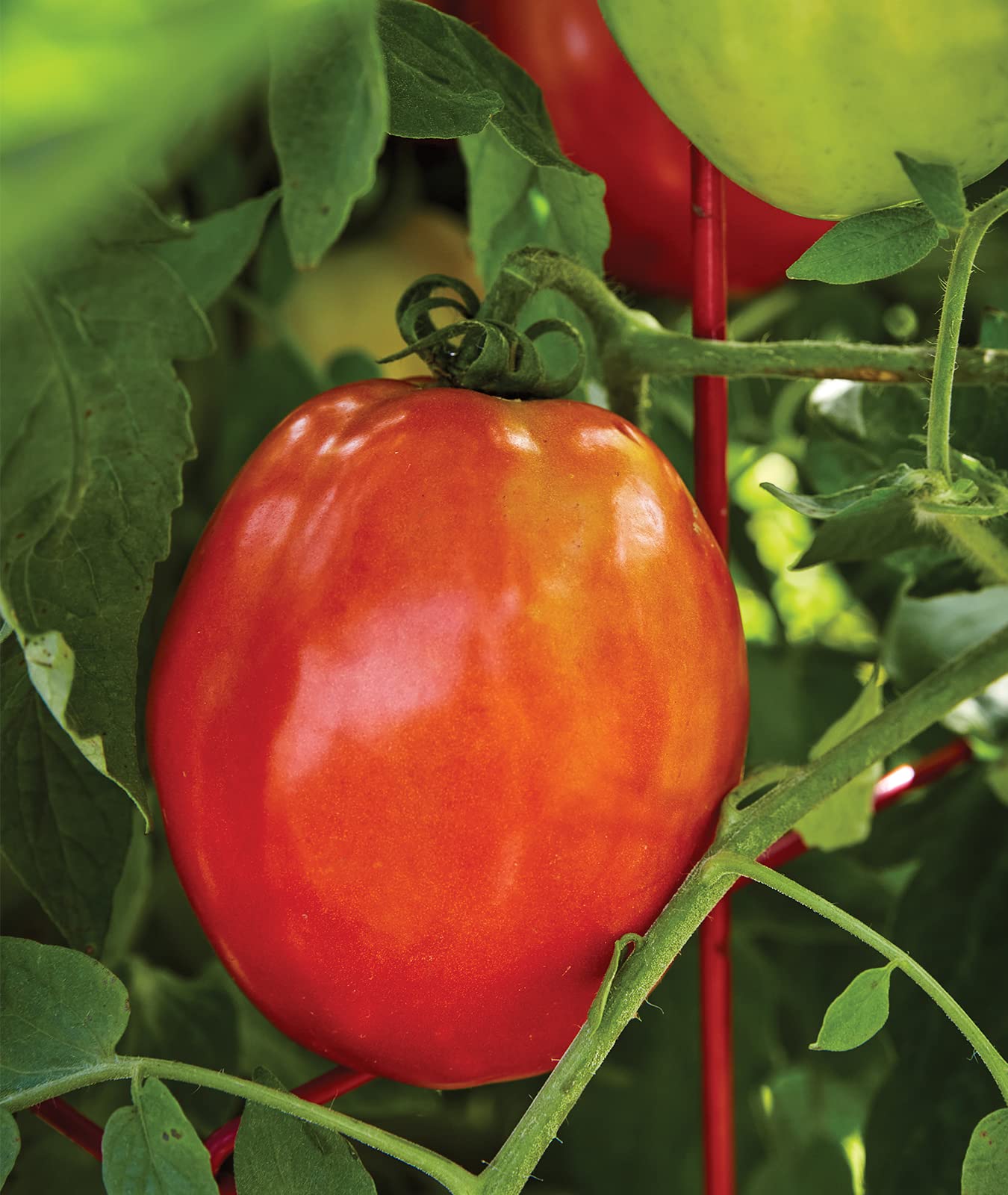 Burpee Gladiator tomatoes with 8 oz size ideal for soups, sauces, and ketchup.