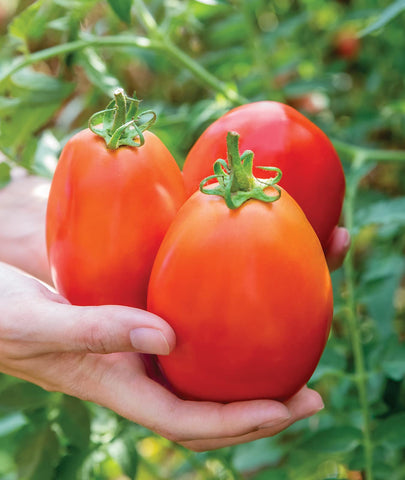 Burpee Gladiator tomato seeds packet shows robust vines ready for a bountiful harvest.