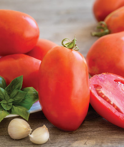 Indeterminate Gladiator plants deliver ongoing harvest from mid-season to frost.