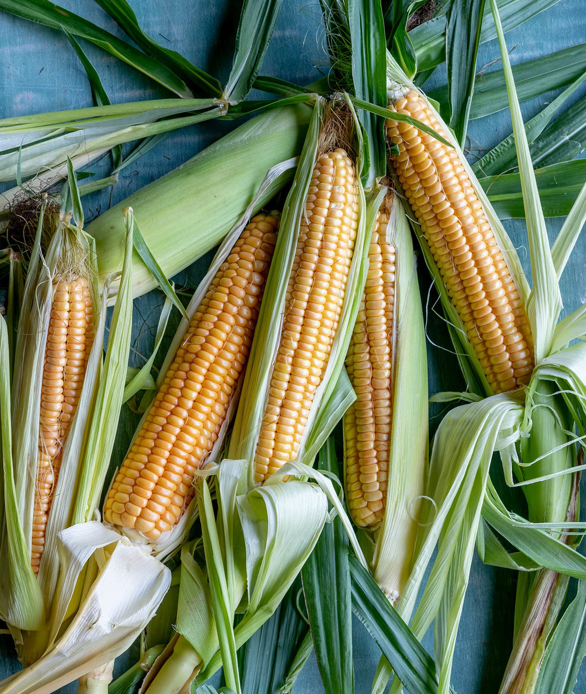 Burpee Golden Bantam corn ear ready for fresh eating in summer dinners.