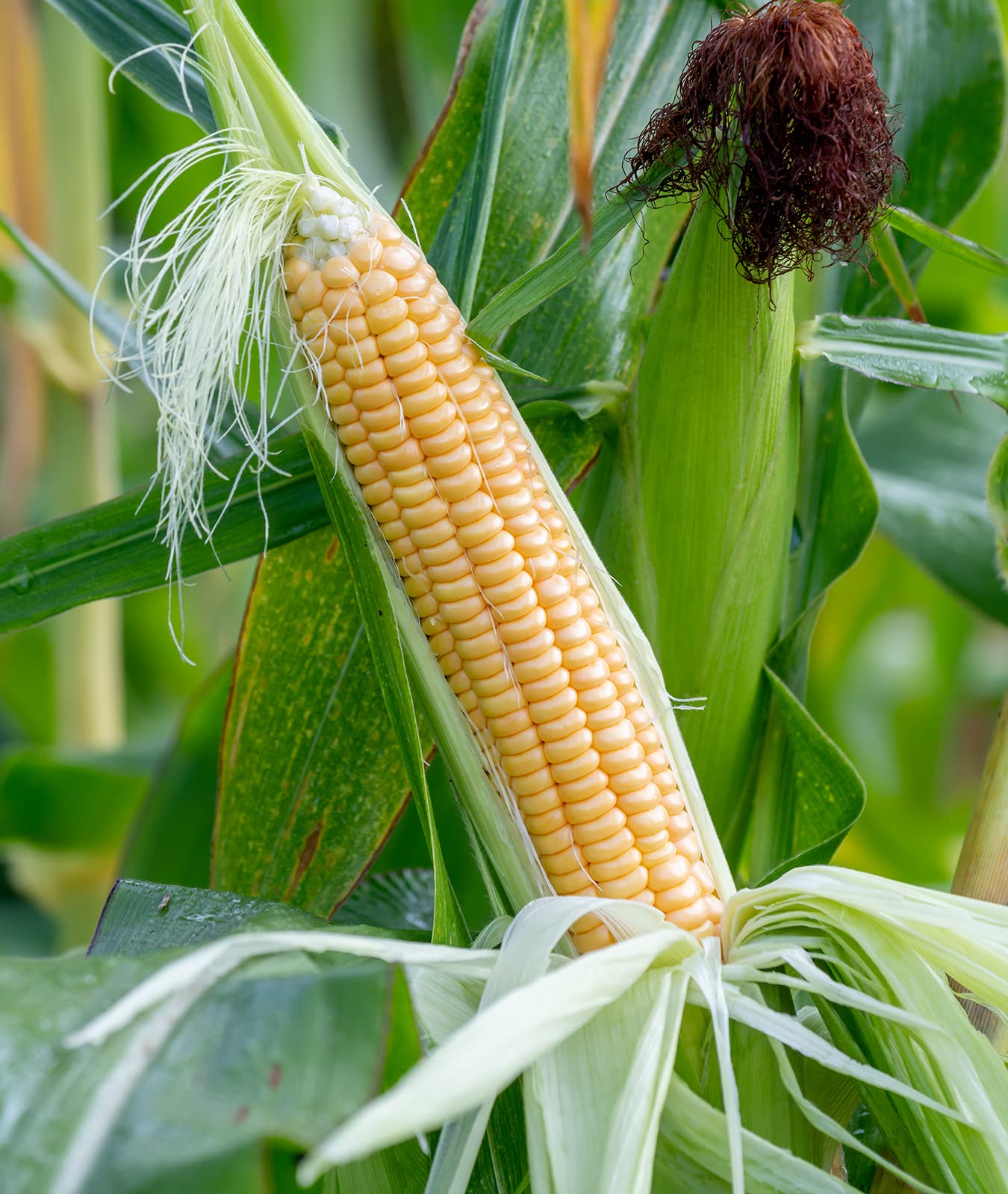 Burpee Golden Bantam in the garden bed supports quick, outdoor sowing.