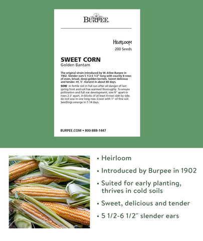Burpee Golden Bantam kernel row showing crisp sweetness ideal for fresh-on-the-cob.