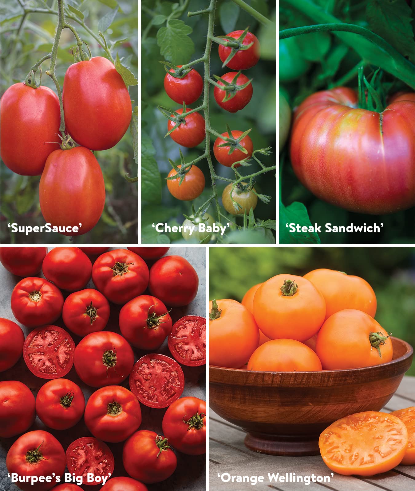 Burpee tomatoes ready for fresh slicing and sauces.