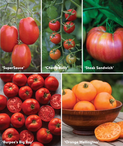 Burpee tomatoes ready for fresh slicing and sauces.