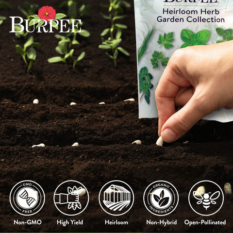 Burpee herb garden plants grown collection image depicts outdoor and indoor planting options.
