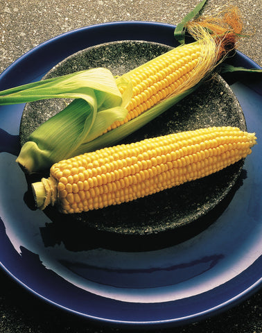 Burpee Illini Xtra Sweet corn plants in tidy rows for productive outdoor growing.