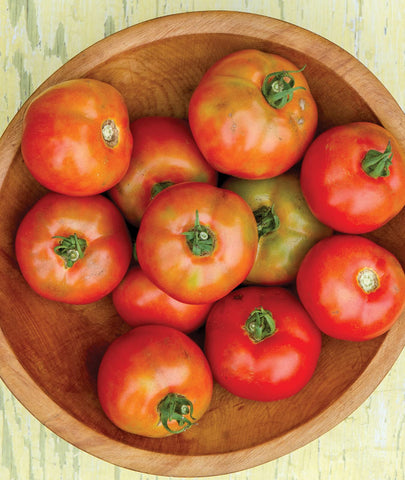 Burpee indeterminate tomato plants demonstrating continuous production