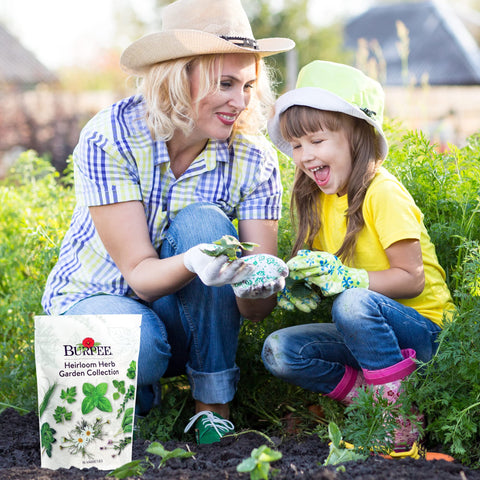 Burpee indoor herb garden container closeup showcases easy care in pots.