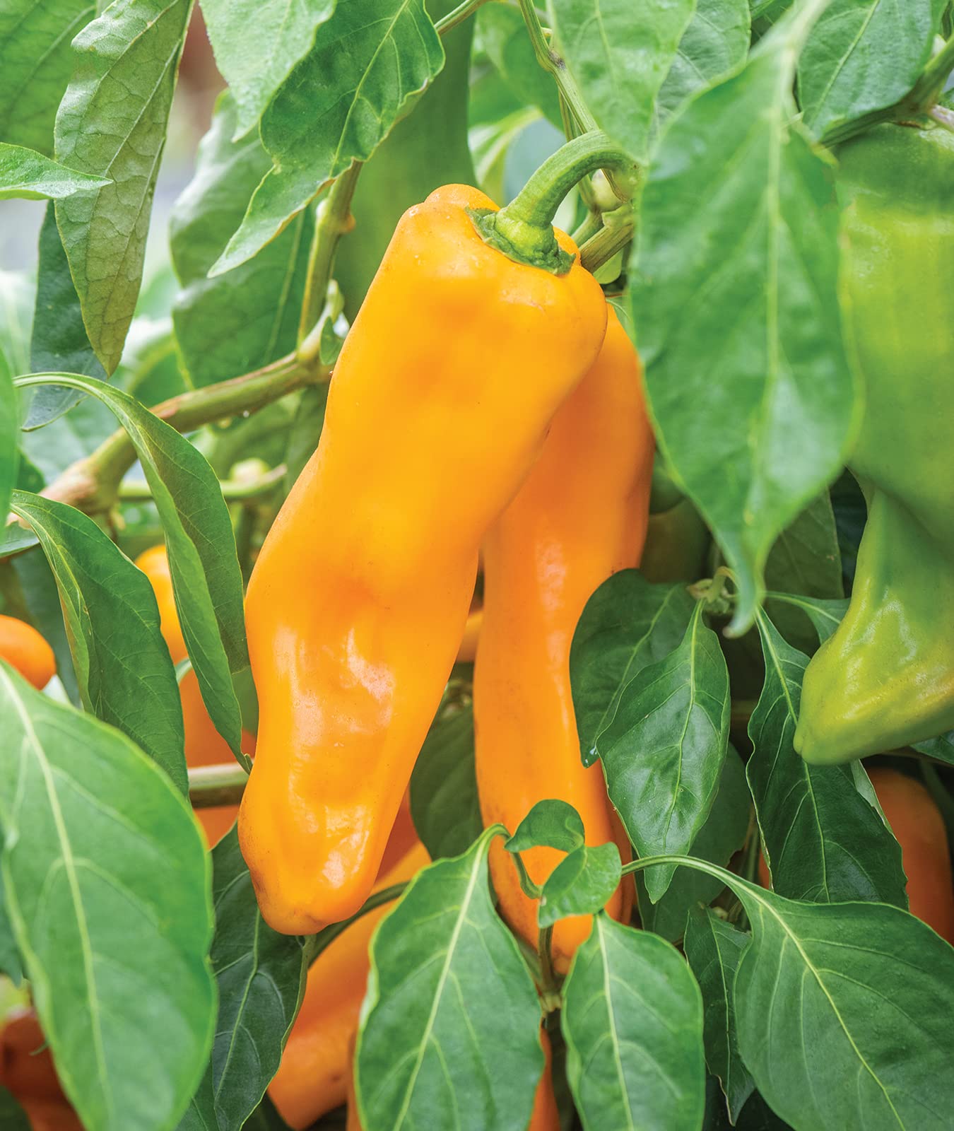 Burpee Italian yellow peppers add color to salads.