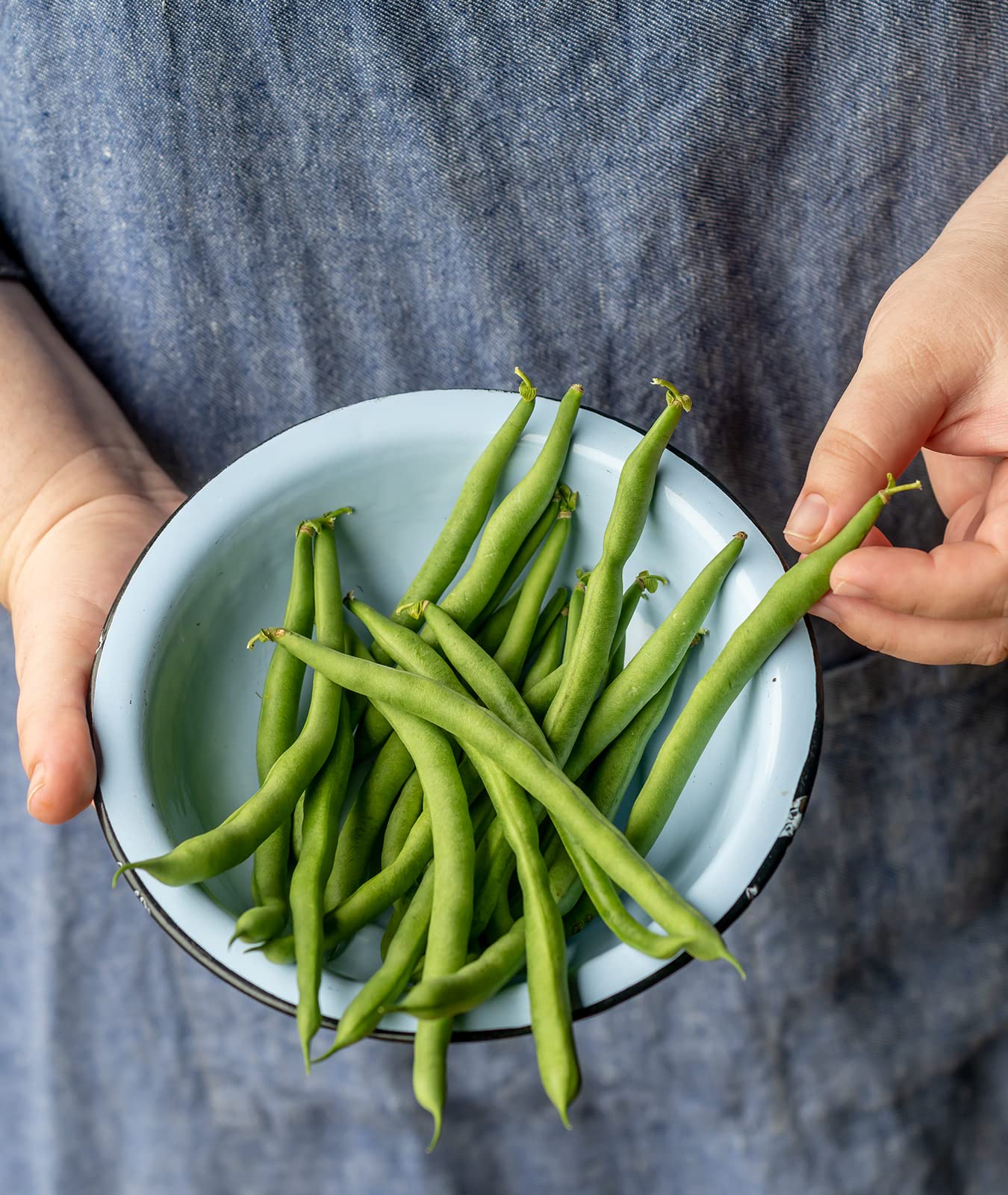 Burpee Kentucky Blue harvest-ready beans in a basket after a long season