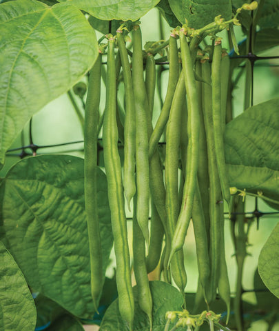 Burpee Kentucky Blue pole bean seeds packet ready for sowing in the garden