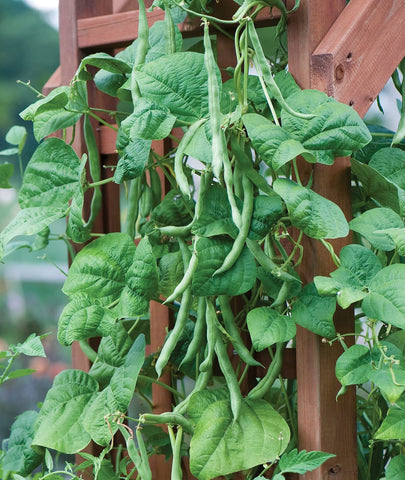 Burpee Kentucky Blue vines on a trellis, space-efficient growth