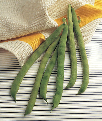 Burpee Kentucky Wonder pole bean pod close-up highlights thick, tender 7-inch pods