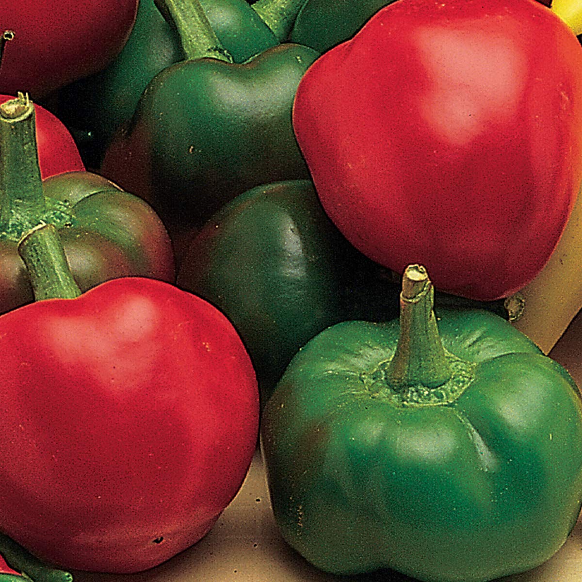 Burpee large cherry hot pepper seeds pack ready for home sowing with prolific harvest.