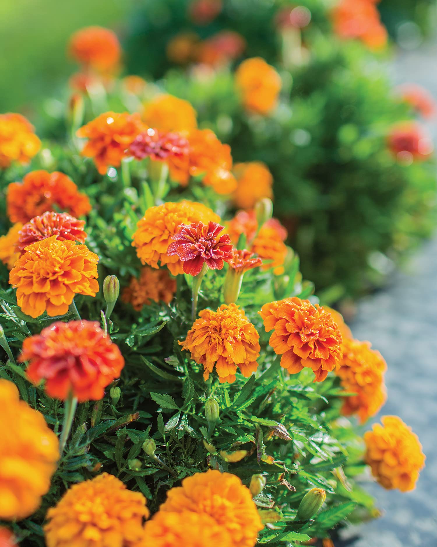 Burpee marigold in front border or patio container creates a wall of color.