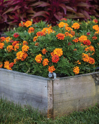 Burpee marigold plant showing 8-10 inch height for compact borders.