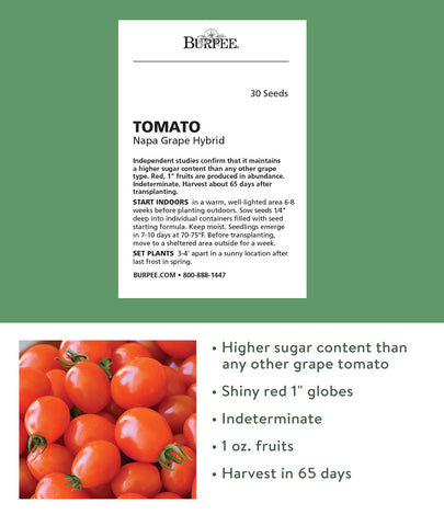 Burpee Napa Grape on-vine tomatoes show bright red color and bite-sized sweetness