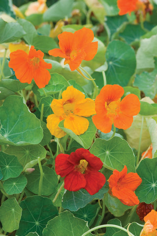 Nasturtium climbing a trellis with bright edible blooms from Burpee Double Gleam.