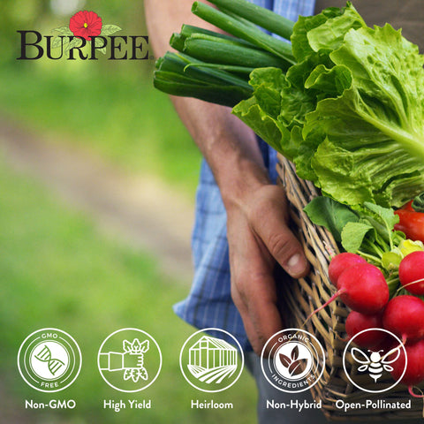 Burpee non-GMO seed packets emphasize high-quality gardening results.