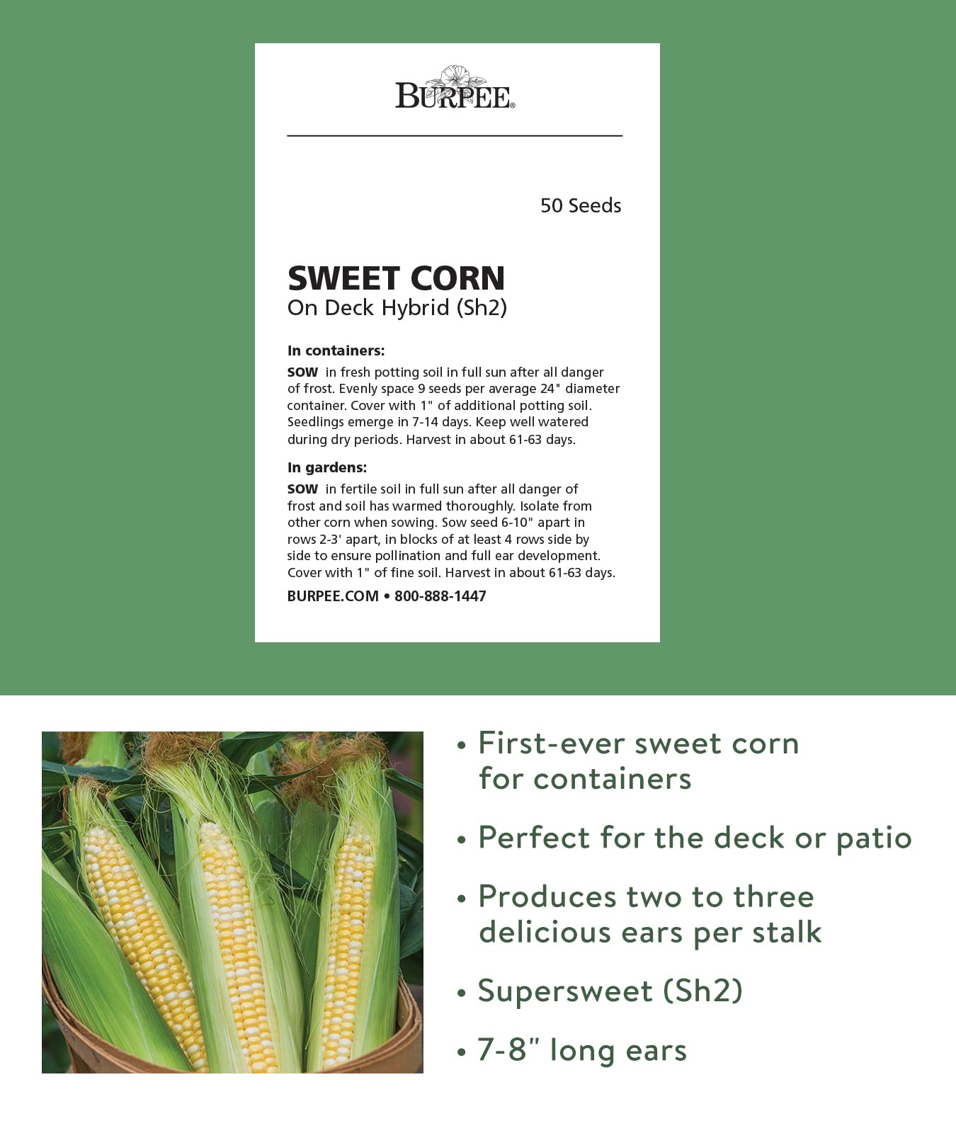 Burpee On Deck bi-color corn ears close-up shows vibrant kernels