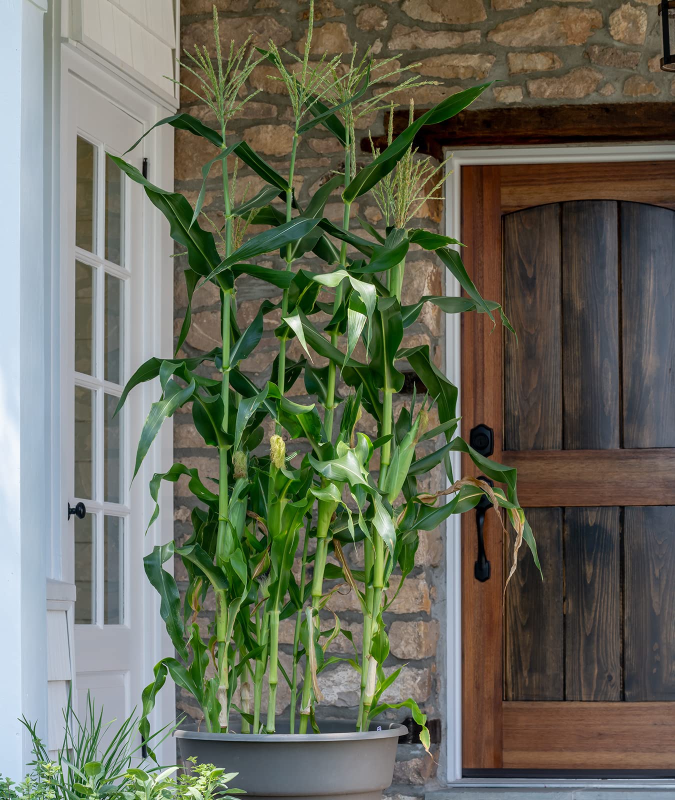 Burpee On Deck harvest-ready ears ideal for fresh use