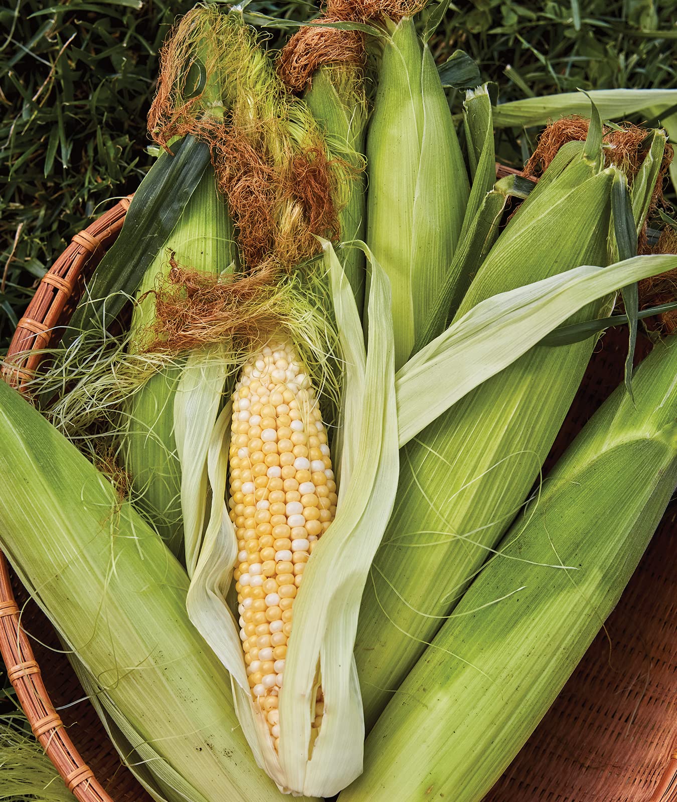 Burpee On Deck Sweet Corn Seeds 50-pack for container gardening