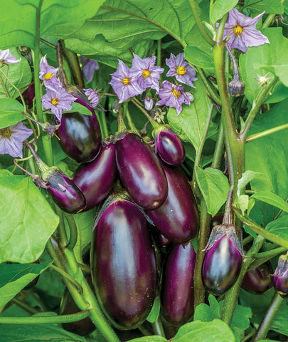 Burpee Patio Baby thornless leaves ease harvesting and handling.