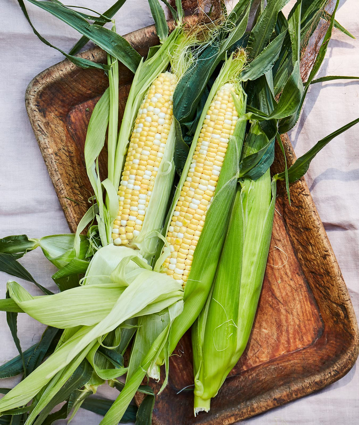 Burpee Peaches & Cream corn ear with 8.5 inch bi-color kernels for fresh harvest.