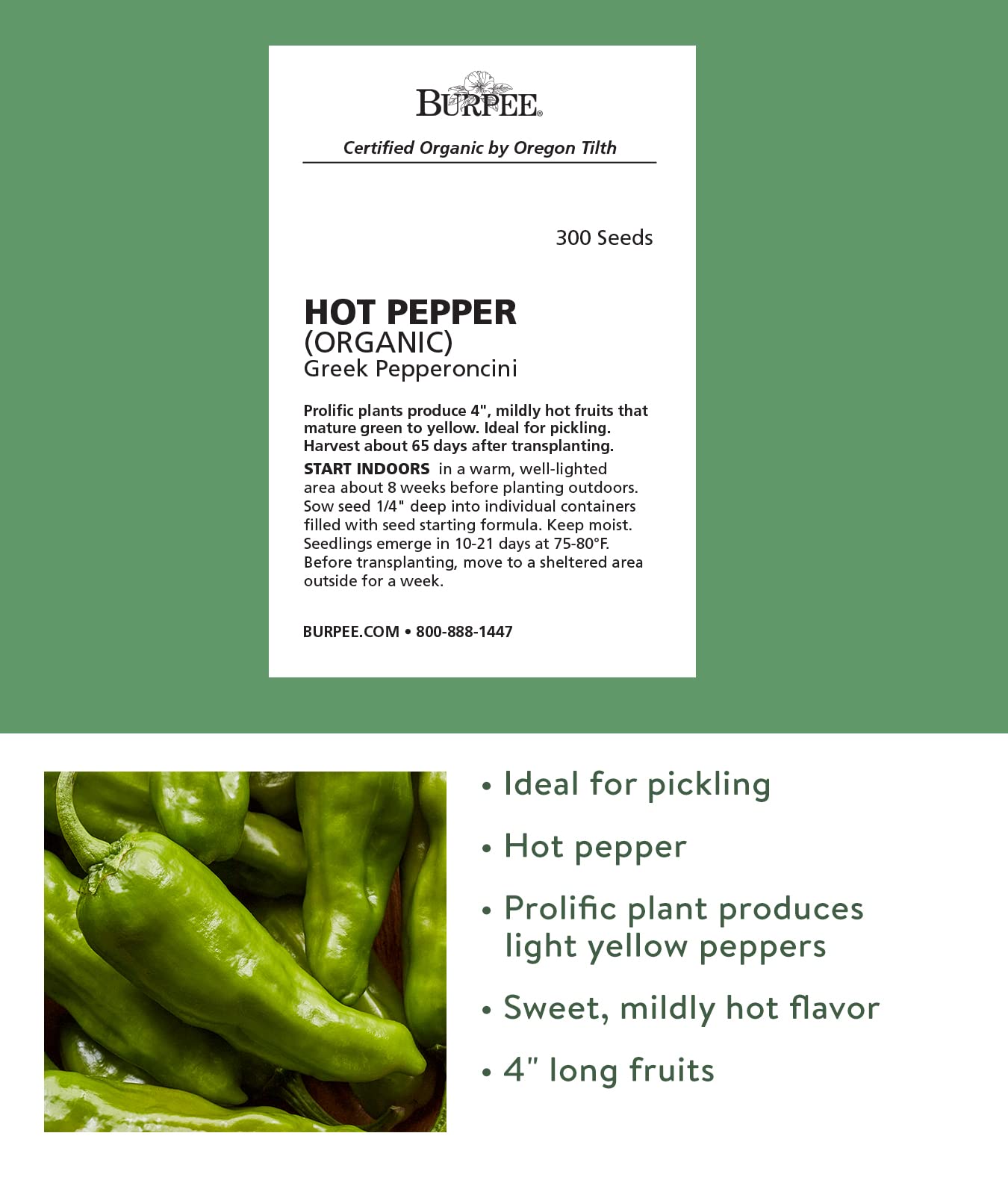 Burpee Pepperoncini Greek peppers on the plant display light yellow fruit.
