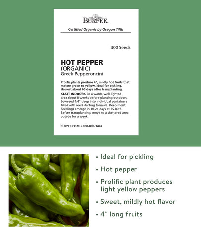 Burpee Pepperoncini Greek peppers on the plant display light yellow fruit.