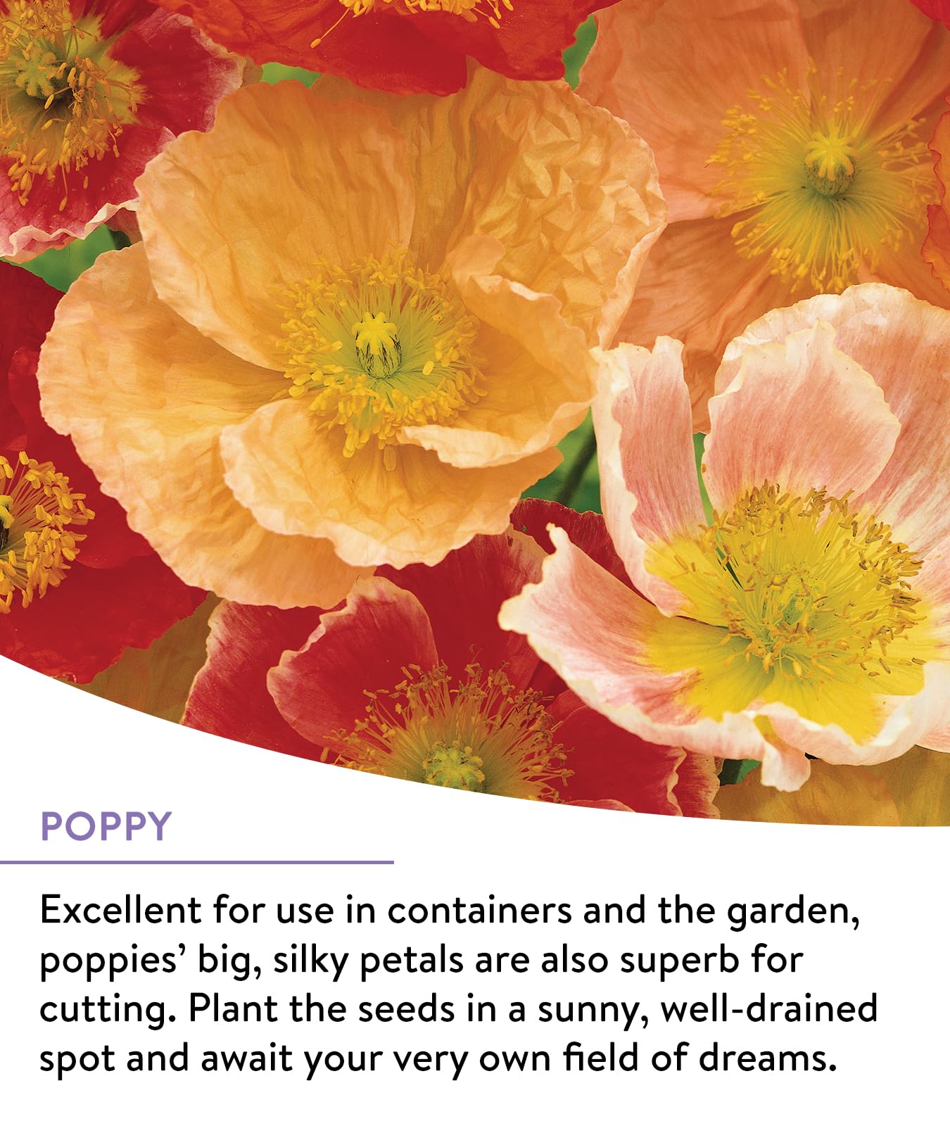 Burpee perennial wildflowers full-season bloom — year-round color for flower beds and borders.