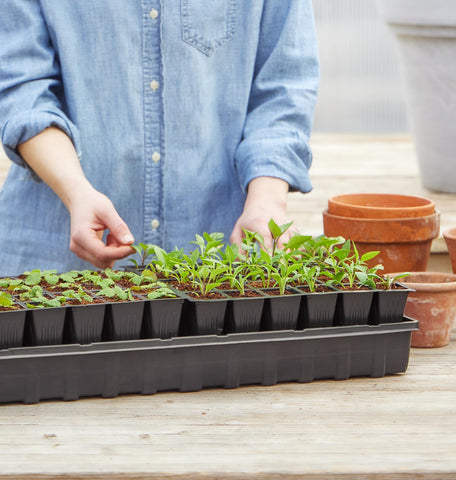Burpee plant markers help identify herbs, flowers, and vegetables
