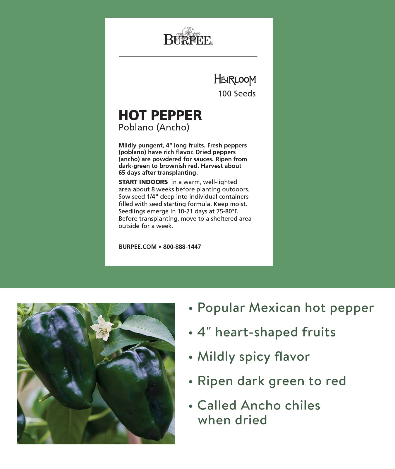 Burpee Poblano seeds supported by self-watering kit for steady germination
